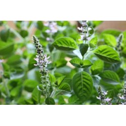 Koncentruoti Tulsi lašai stresui, kvėpavimui ir gerai savijautai